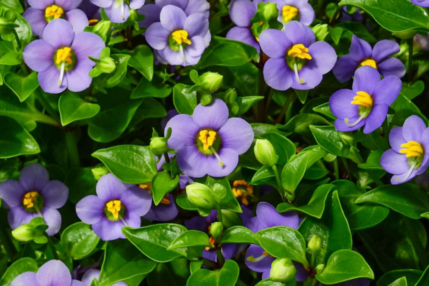 Como cultivar e cuidar de violetas persas