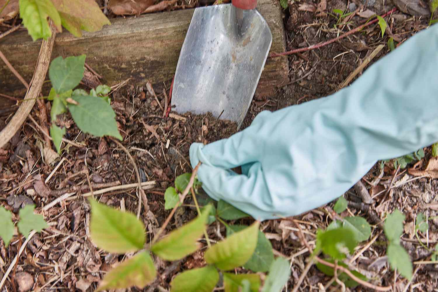 Handschaufel gräbt Wurzeln von Giftefeu-Pflanzen aus