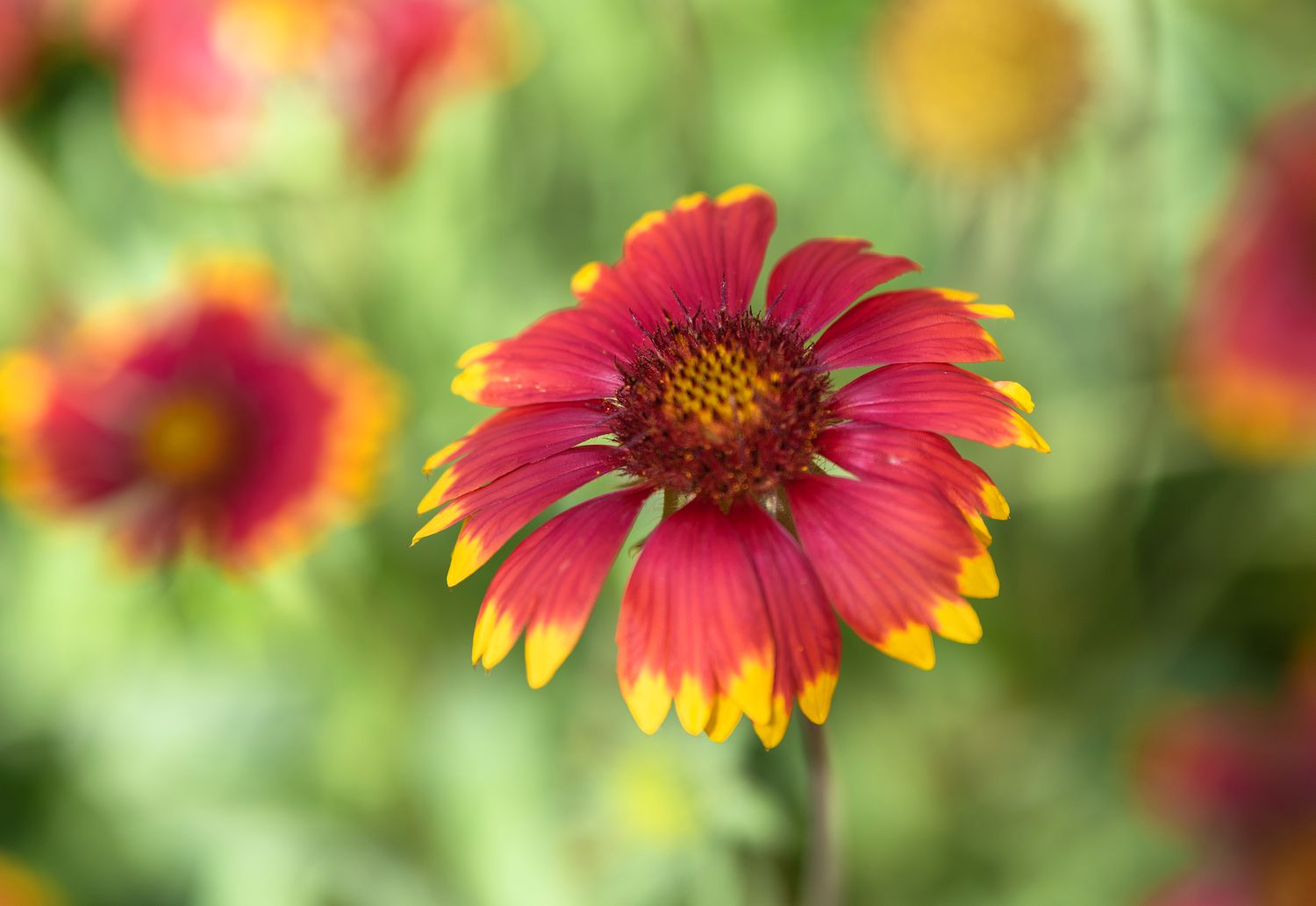 Blanket flower with bicolored red and yellow petals