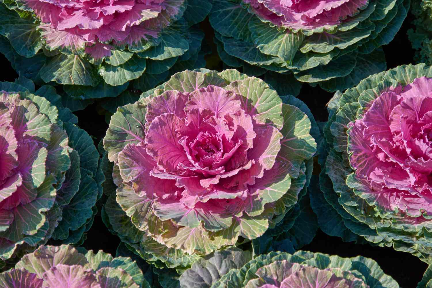 'Pigeon Red' ornamental cabbage with magenta centers