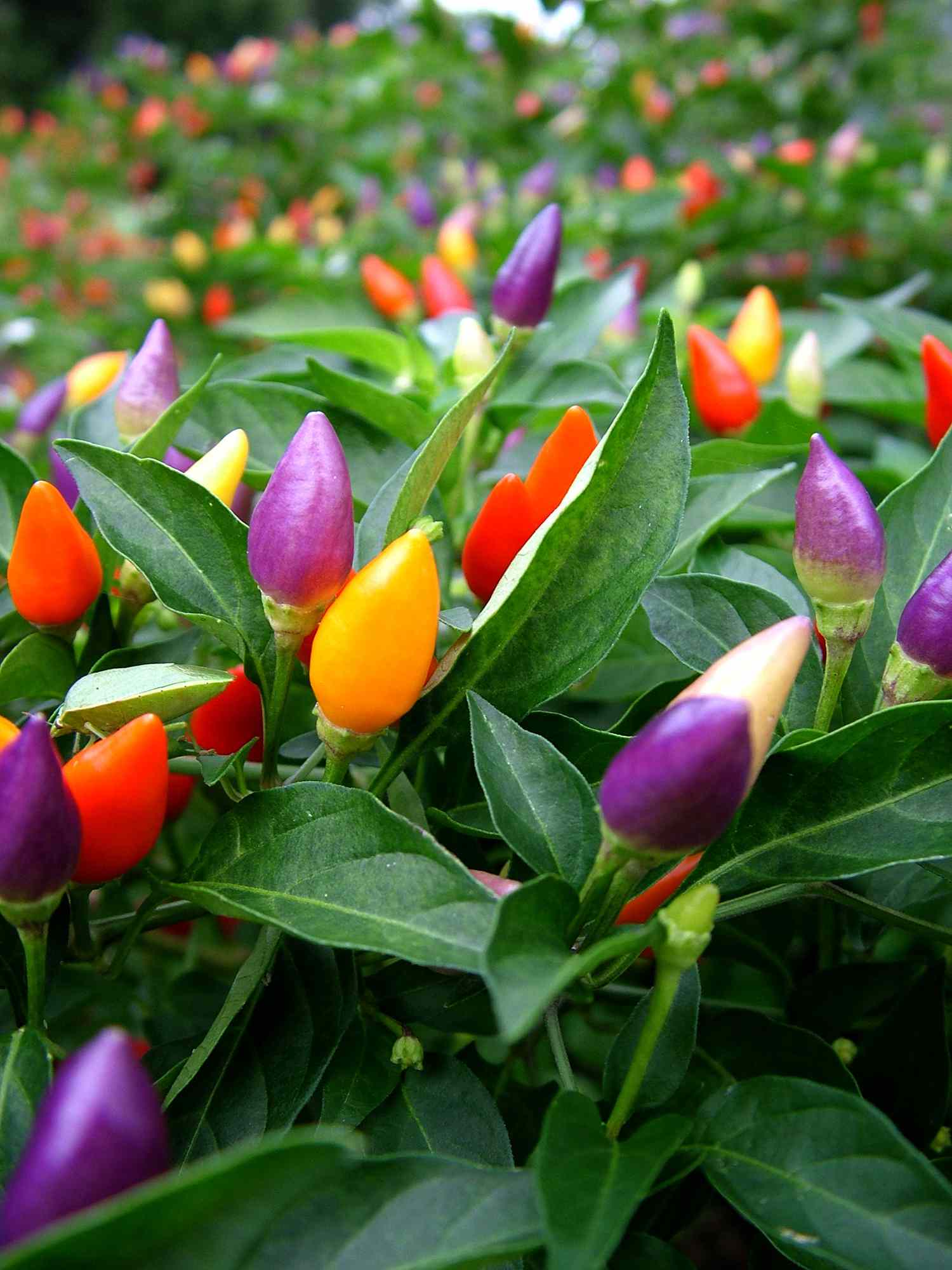 Pimiento Ornamental Aurora