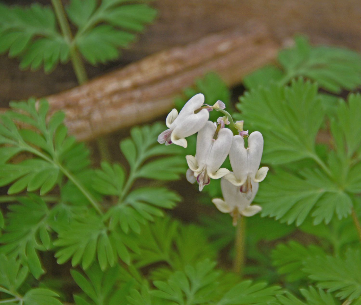 Eichhörnchenmais (Dicentra canadensis)