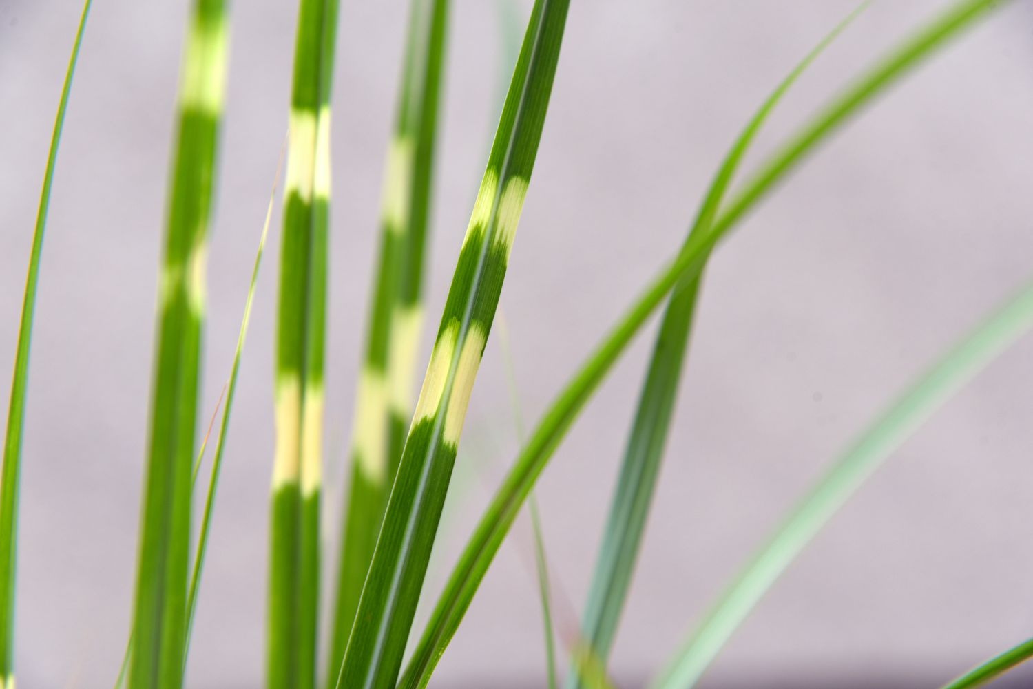 Zebragras Pflanzenhalme mit bunten goldenen und grünen Streifen in Nahaufnahme