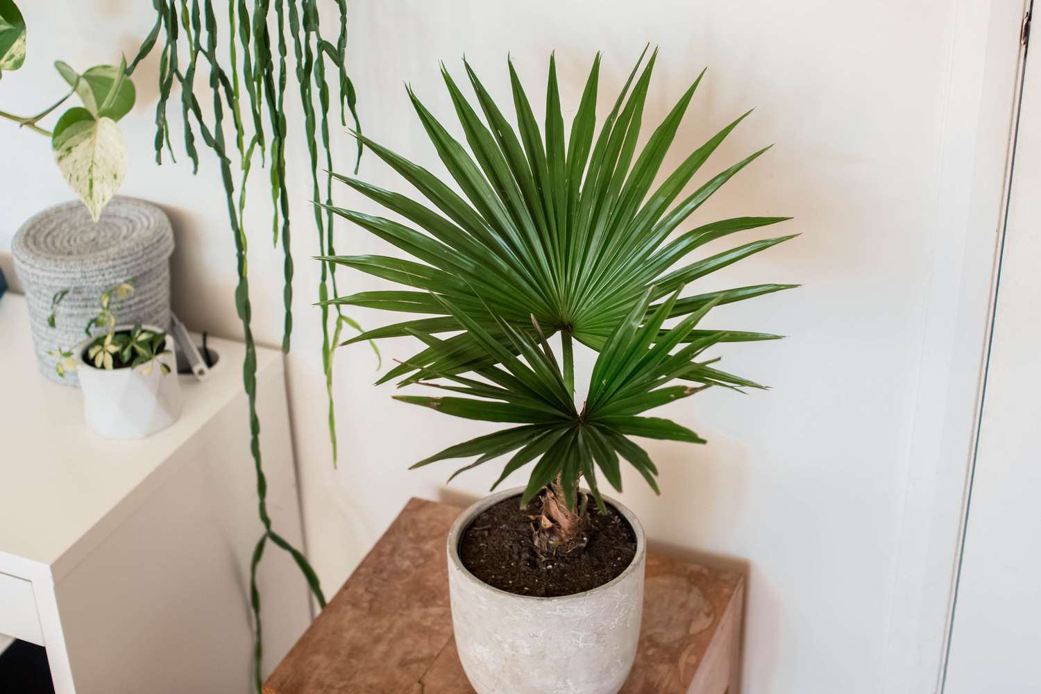 Chinese fan palm with feathery frond leaves in white ceramic pot next to houseplants