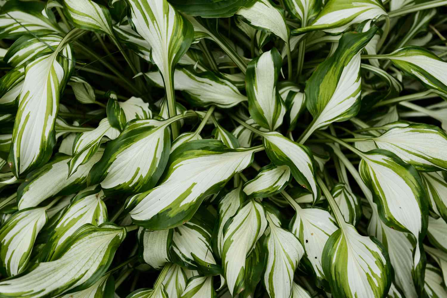 Hosta undulata