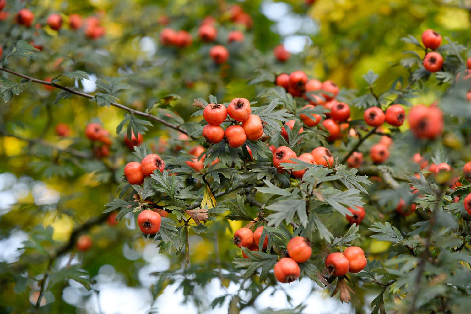 Weißdornbaumzweig mit orangefarbenen Beeren, die sich um stachelige Blätter gruppieren