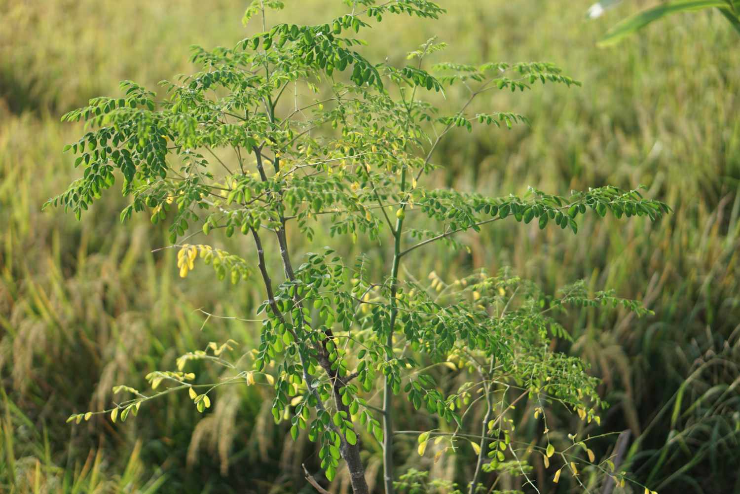 Anbau und Pflege von Moringa-Pflanzen