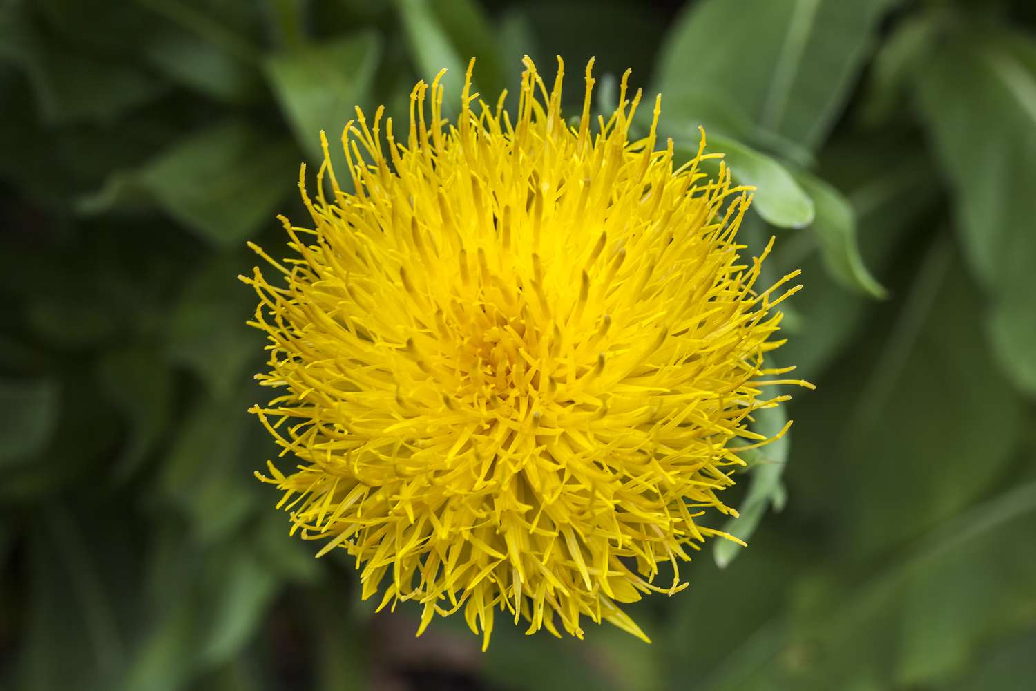 Yellow Centaurea flower.