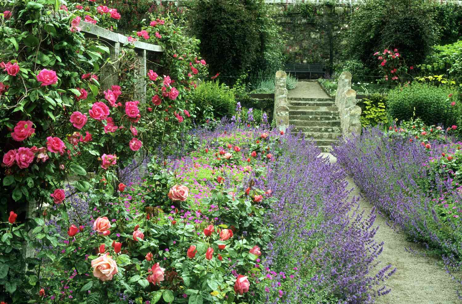 Inverewe Garden, Poolewe, climbing roses, Scotland