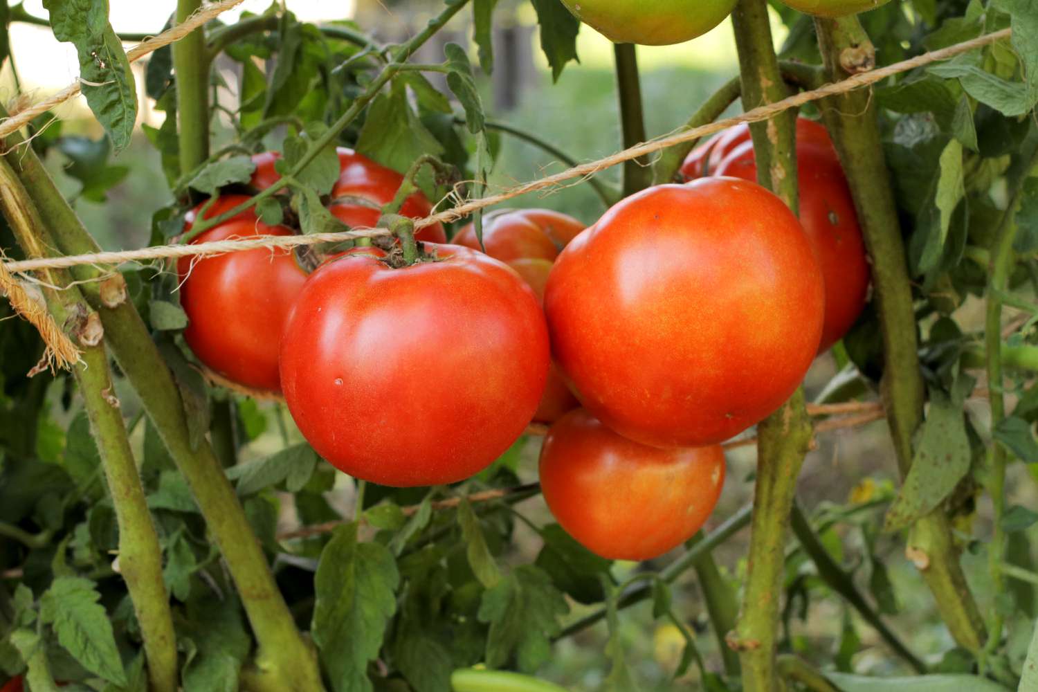 Early Girl-Tomate: Pflege- und Anbauratgeber