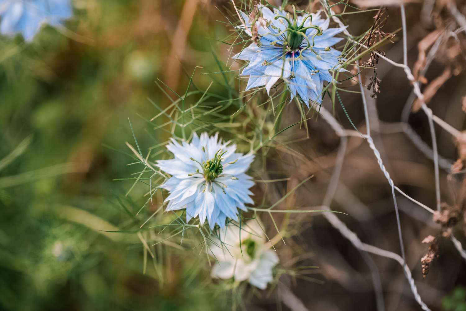 Anbau und Pflege von Love-in-a-Mist