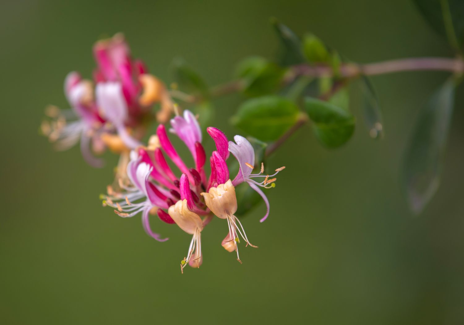 Common honeysuckle plant with tubular pink and yellow flowers closeup