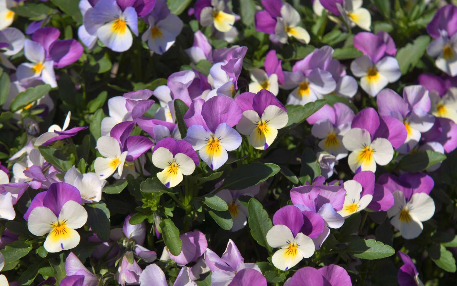 Stiefmütterchenblüten mit fuchsiafarbenen und weißen Blütenblättern mit gelber Mitte