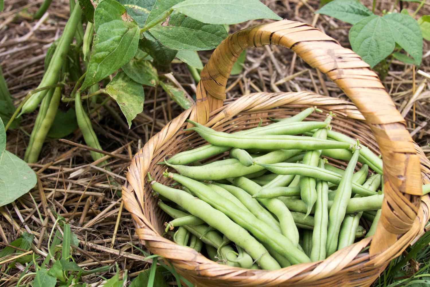 Comment cultiver des haricots à l’automne ?