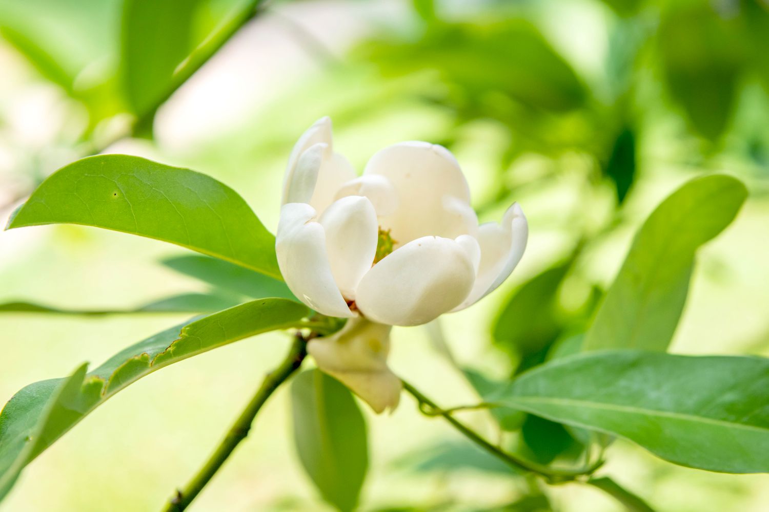 Zweig des Magnolienbaums mit kleiner weißer Blüte, umgeben von lanzenförmigen Blättern 