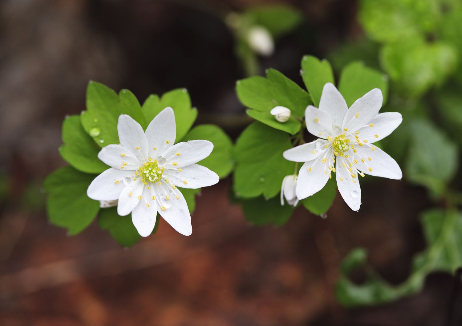 Buschwindröschen (Anemonella thalictroides)