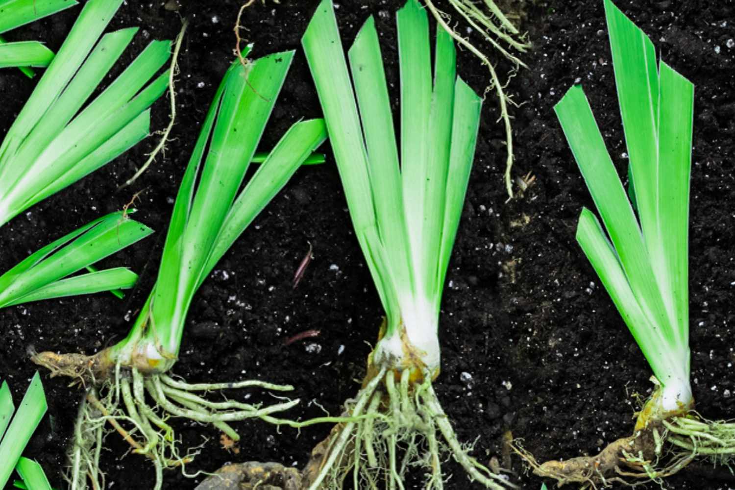 dividing irises