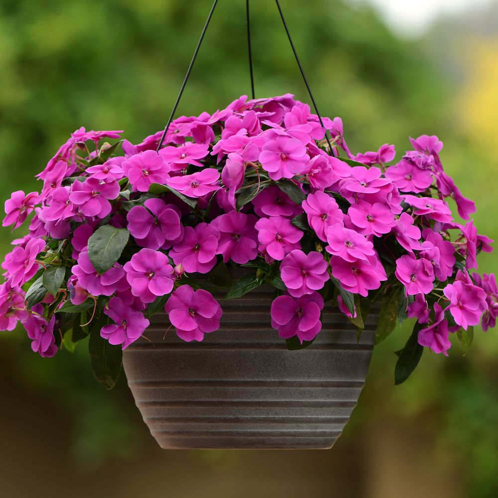 'Bounce Violet' impatiens com pétalas roxas