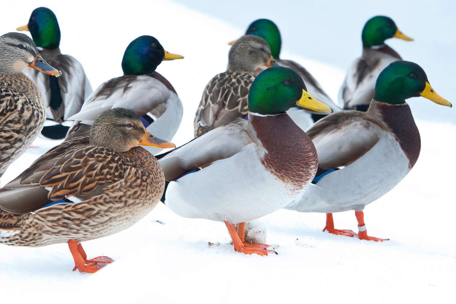 Mallards in Winter