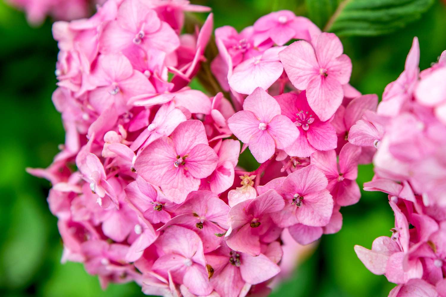 Aglomerados de flores de hortênsia Bloomstruck com pétalas rosa brilhante em close-up
