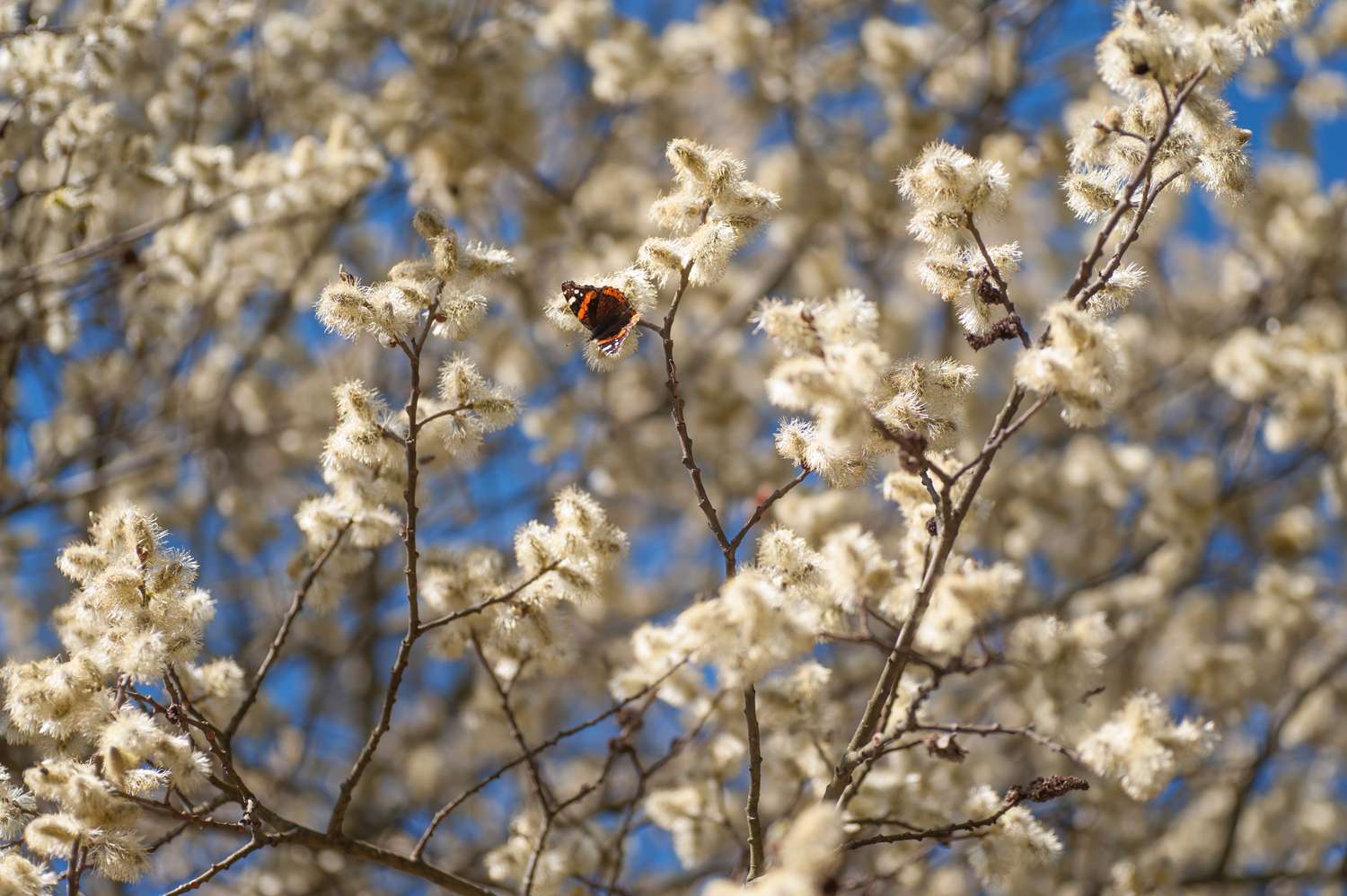 pussy willow tree