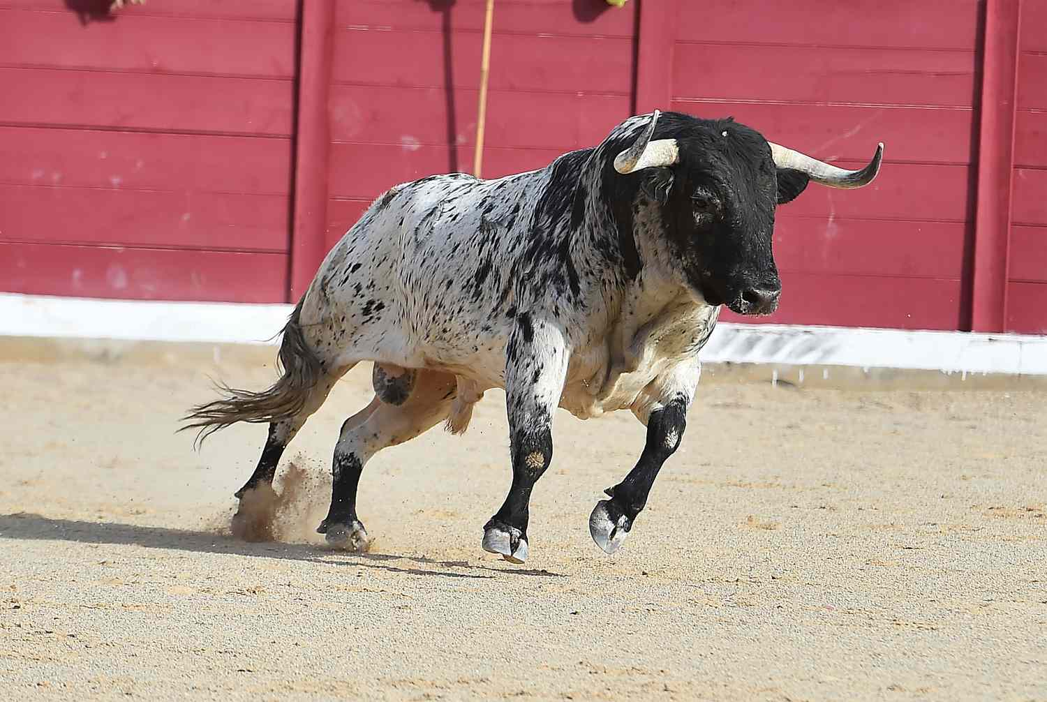 bull at a rodeo