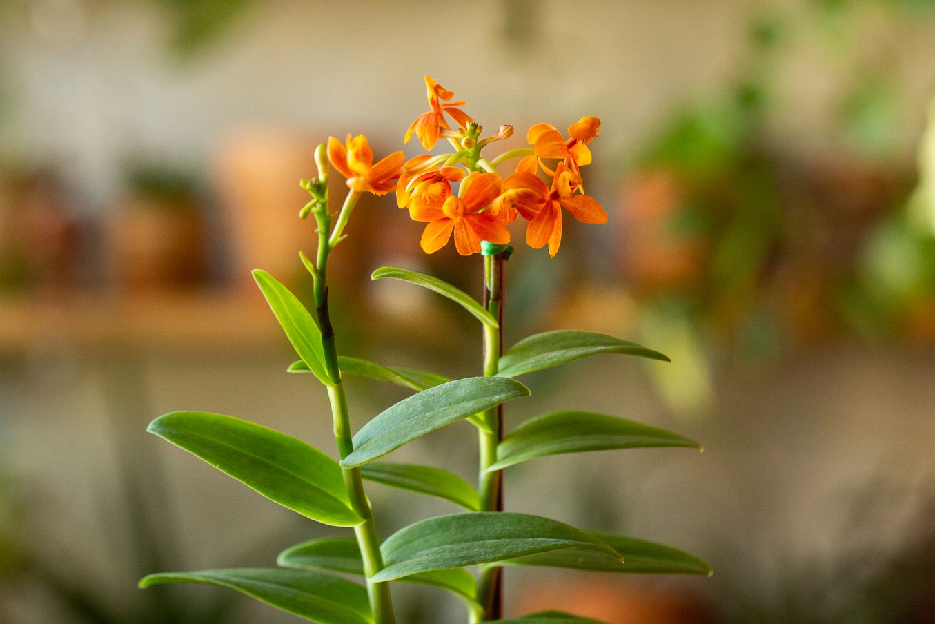 Epidendrum orchids with two stems and small orange flowers closeup