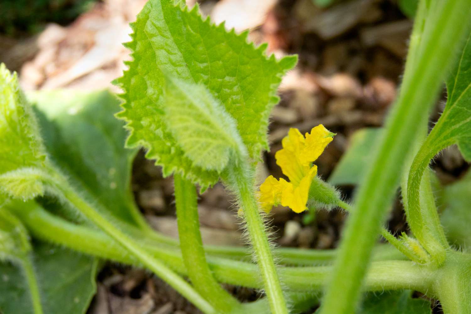 Cantaloupe plant vines with small yellow flower bud closeup