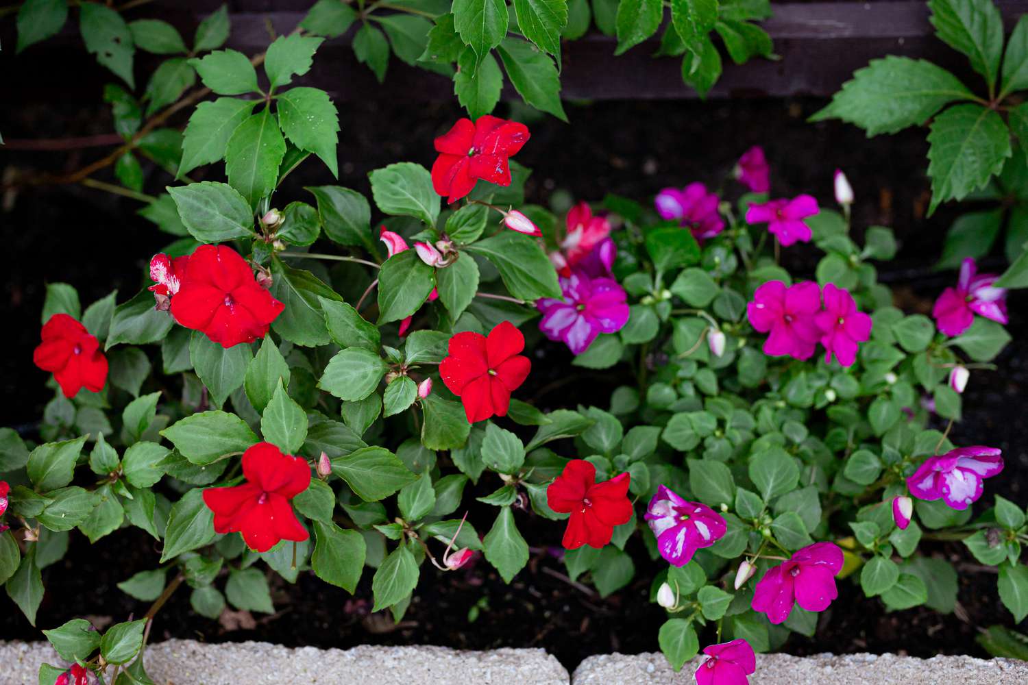 red and pink impatiens