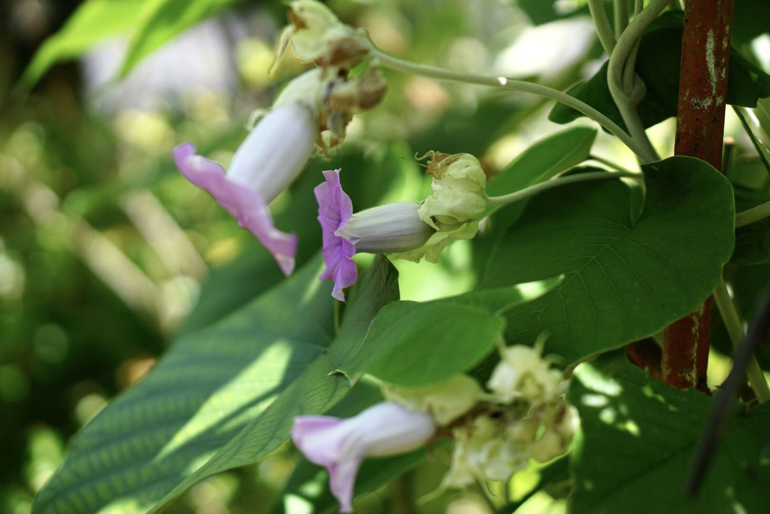 Prunkwindenblüten mit violetten Blütenblättern, die seitlich an der Ranke hängen, Nahaufnahme