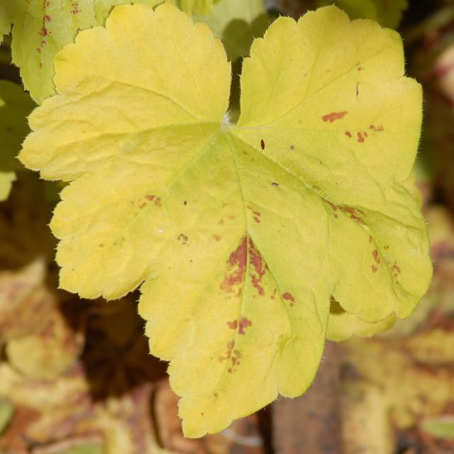 Mein Foto von Solar Power foamy bells zeigt ein Blatt mit wenigen Flecken.