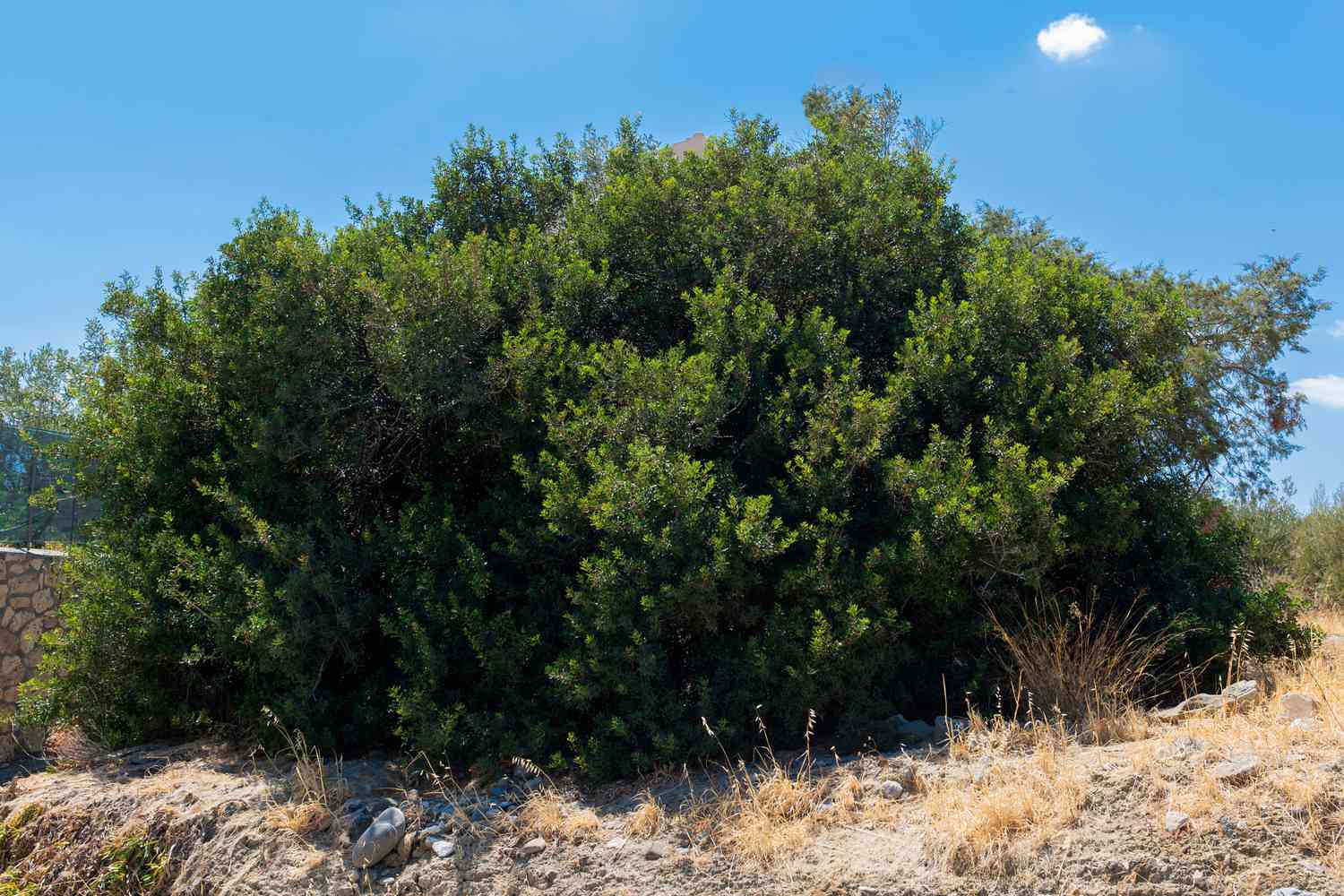 Mastixbaum mit dichten Ästen auf einem trockenen Hügel 