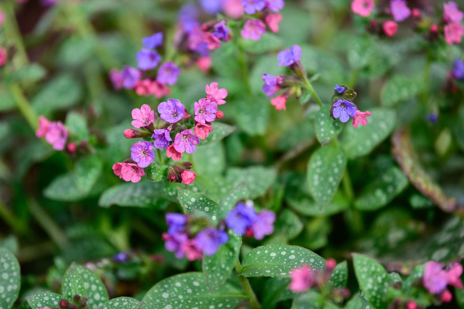 Lungenkraut mit winzigen lila und rosa Blüten und weiß gefleckten Blättern