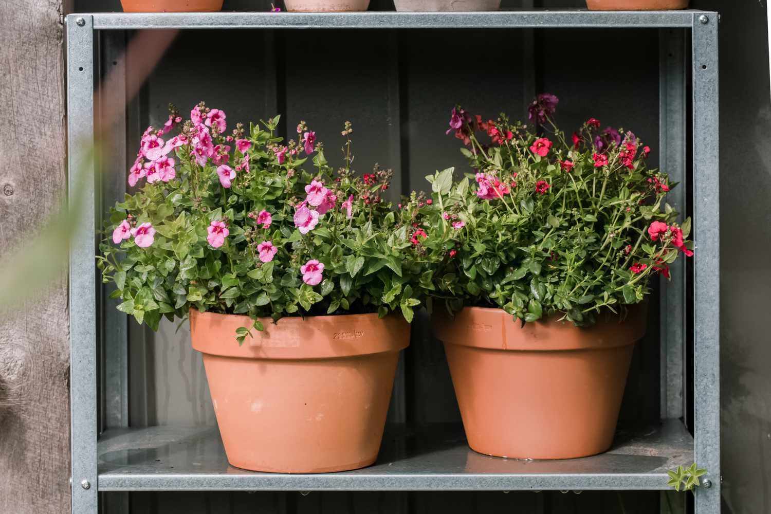 diascia growing in containers