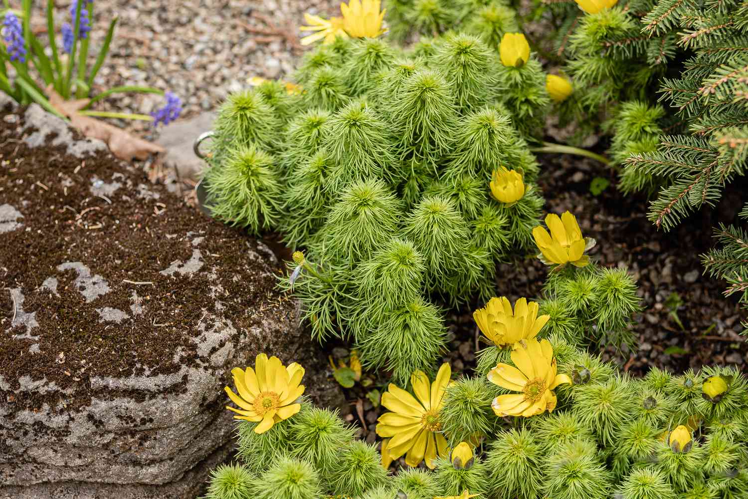Planta paisajista Adonis con pequeñas flores amarillas rodeadas de un follaje similar al musgo