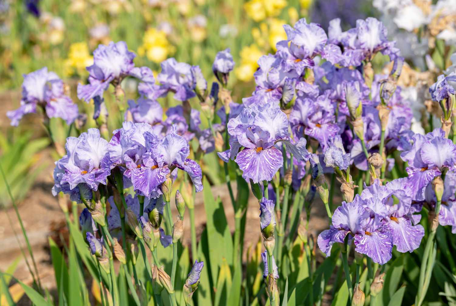 Flores de iris barbudo de color morado claro y blanco en tallos finos