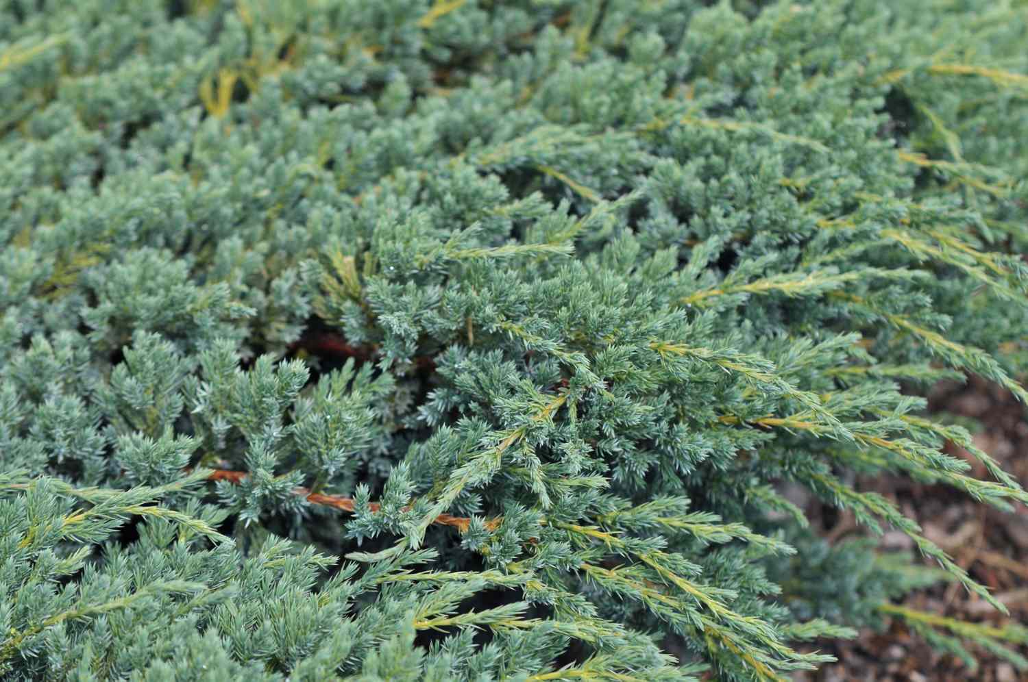 Como cultivar e cuidar do zimbro rasteiro