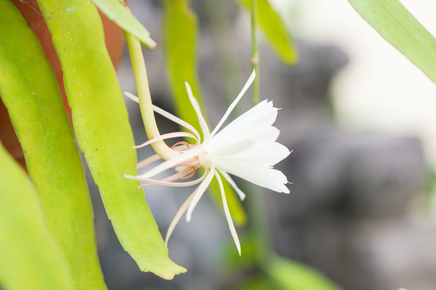 Orchideenkaktus mit weißer Blüte an hängendem Stängel nahe der Blattspitze, Nahaufnahme