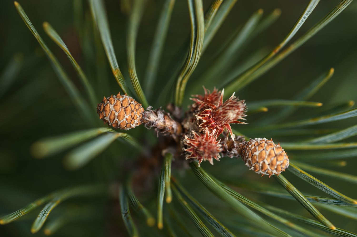closeup of Scots pine