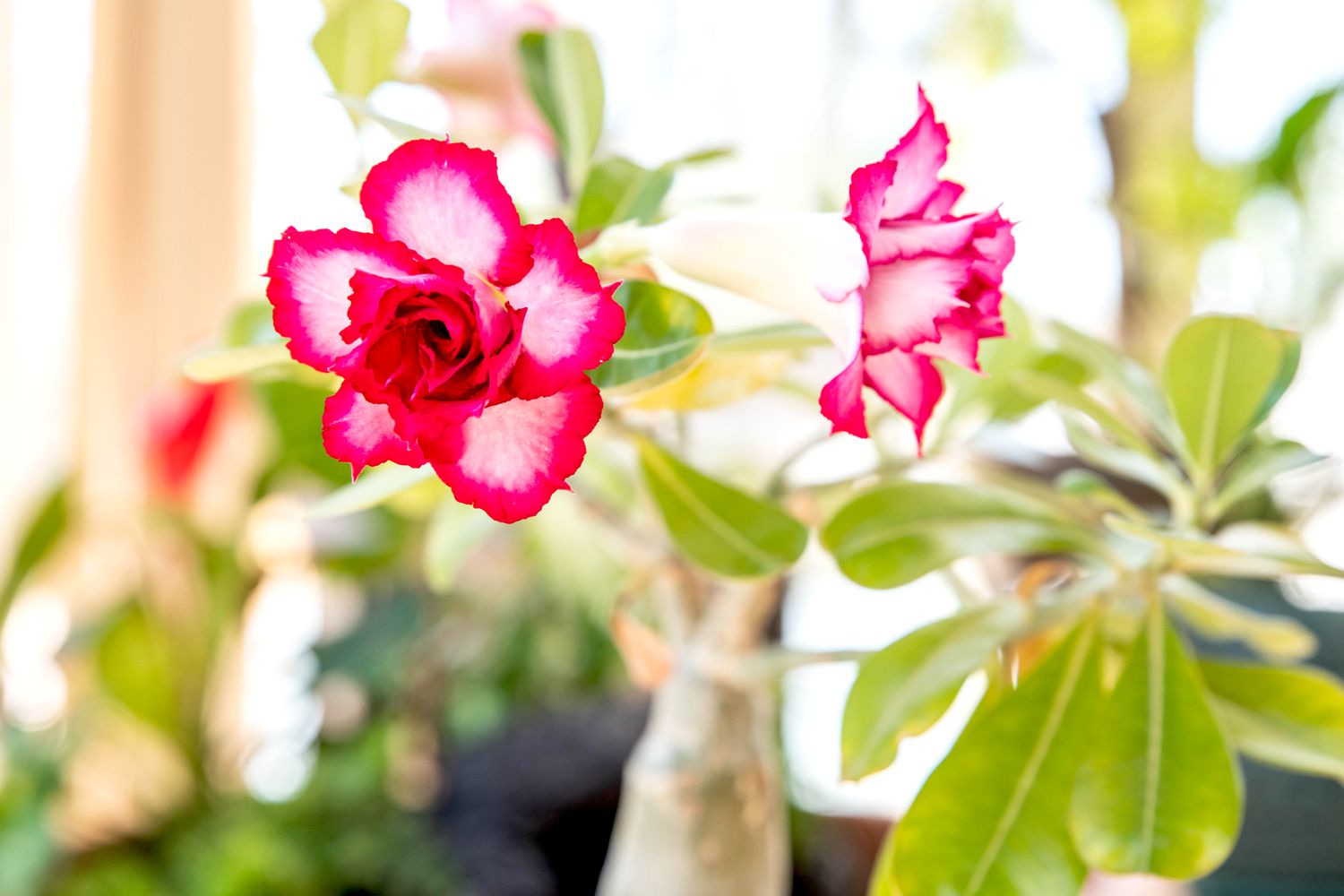 Wüstenrosenpflanze mit tief- und hellrosa Blüten in Nahaufnahme