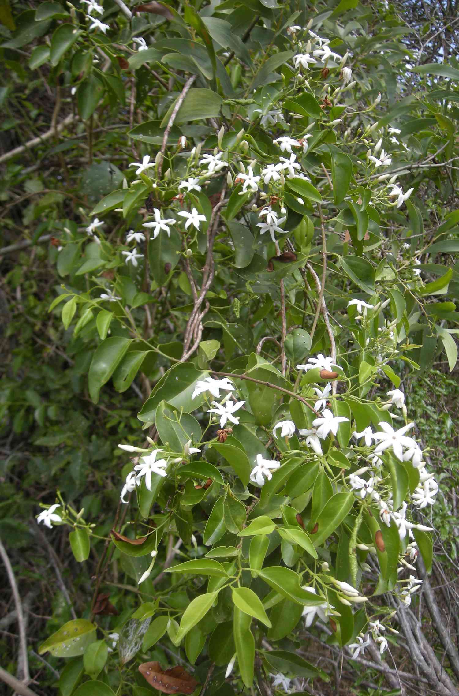 Stiff jasmine