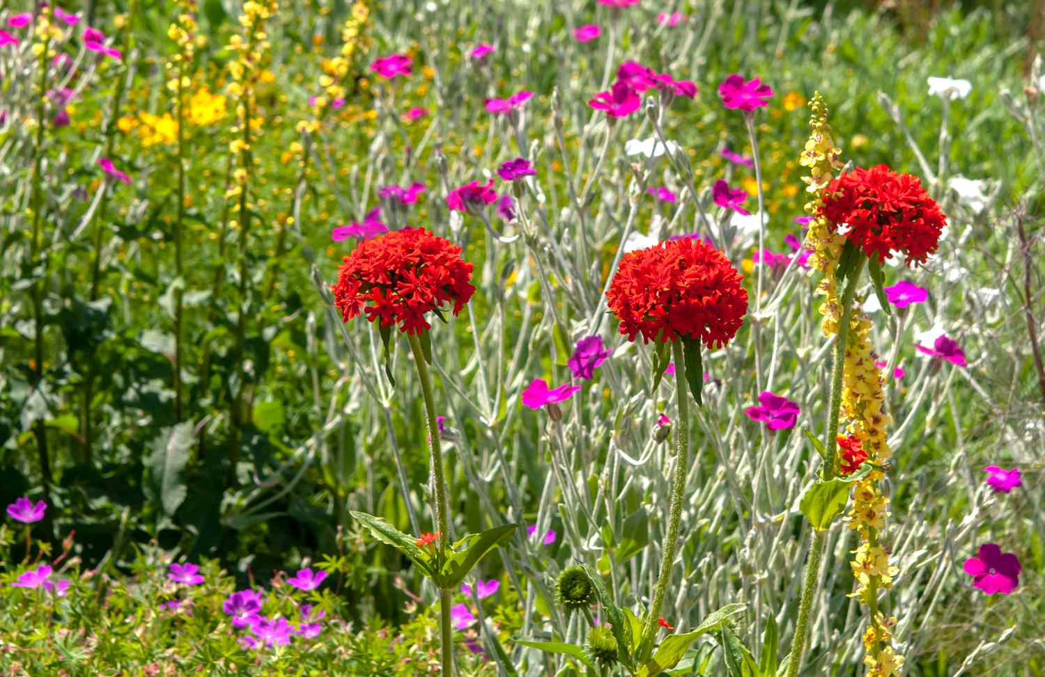 Anbau und Pflege der Blume von Bristol