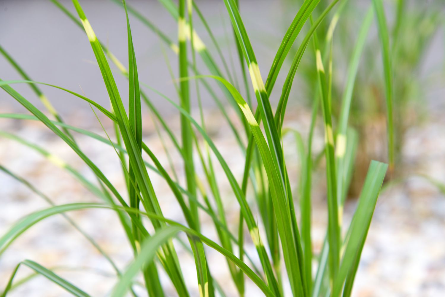 Zebragras-Pflanze mit langen, dünnen Halmen aus bunten goldenen und grünen Blättern