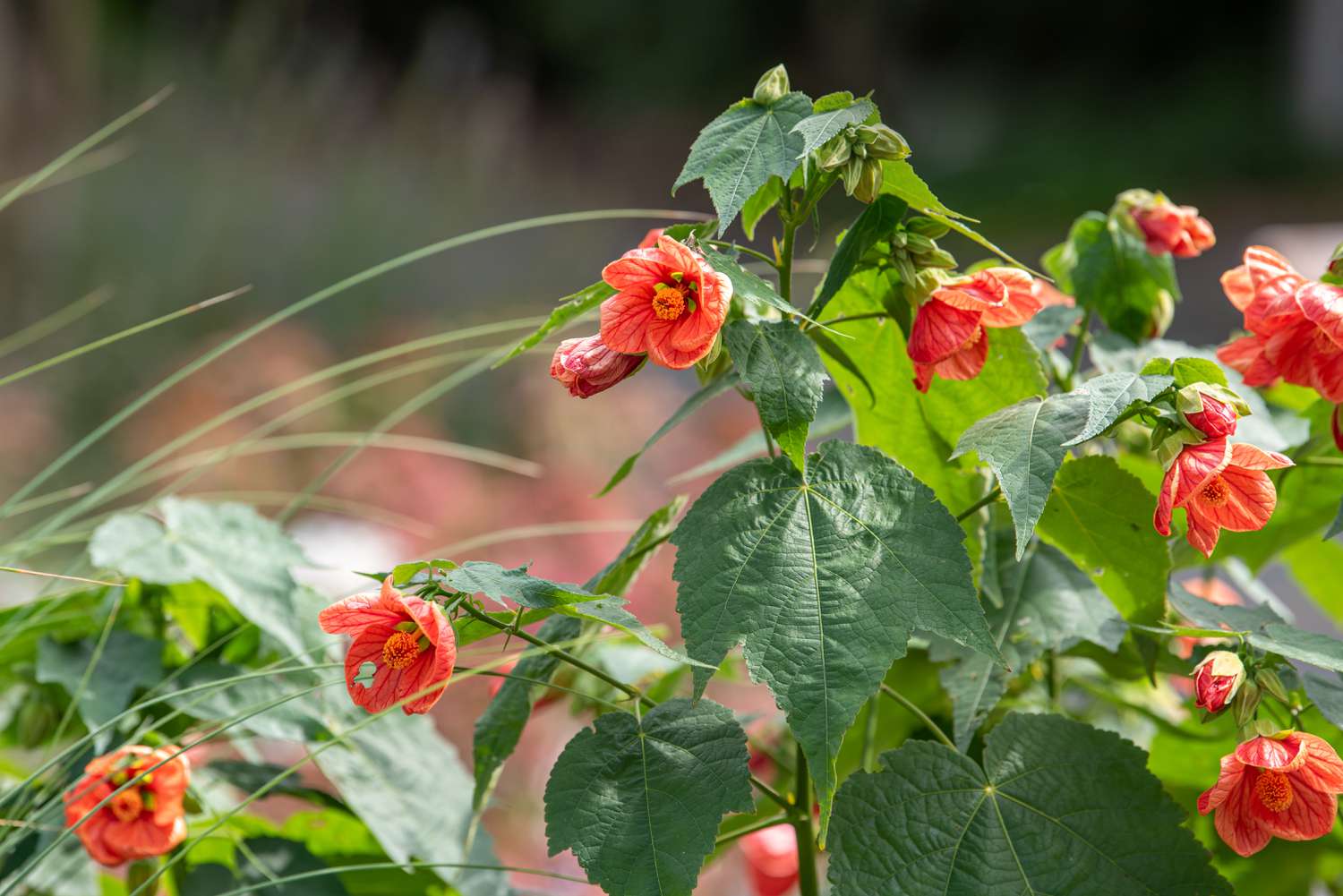 Wie man Abutilon-Pflanzen anbaut und pflegt