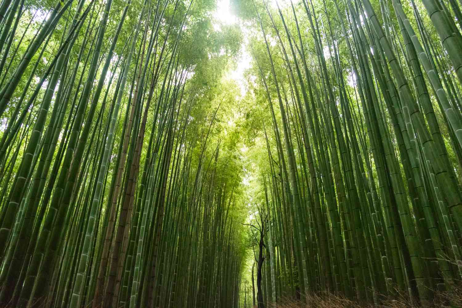 floresta de bambu em Kyoto, Japão