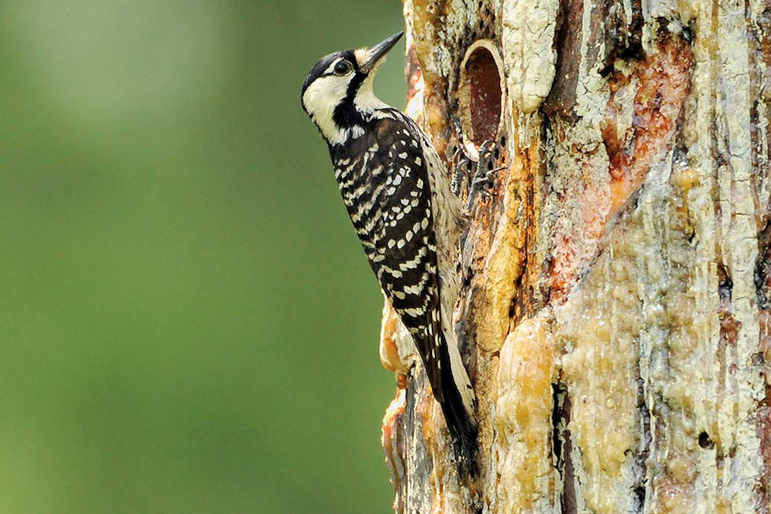 Red-Cockaded Woodpecker