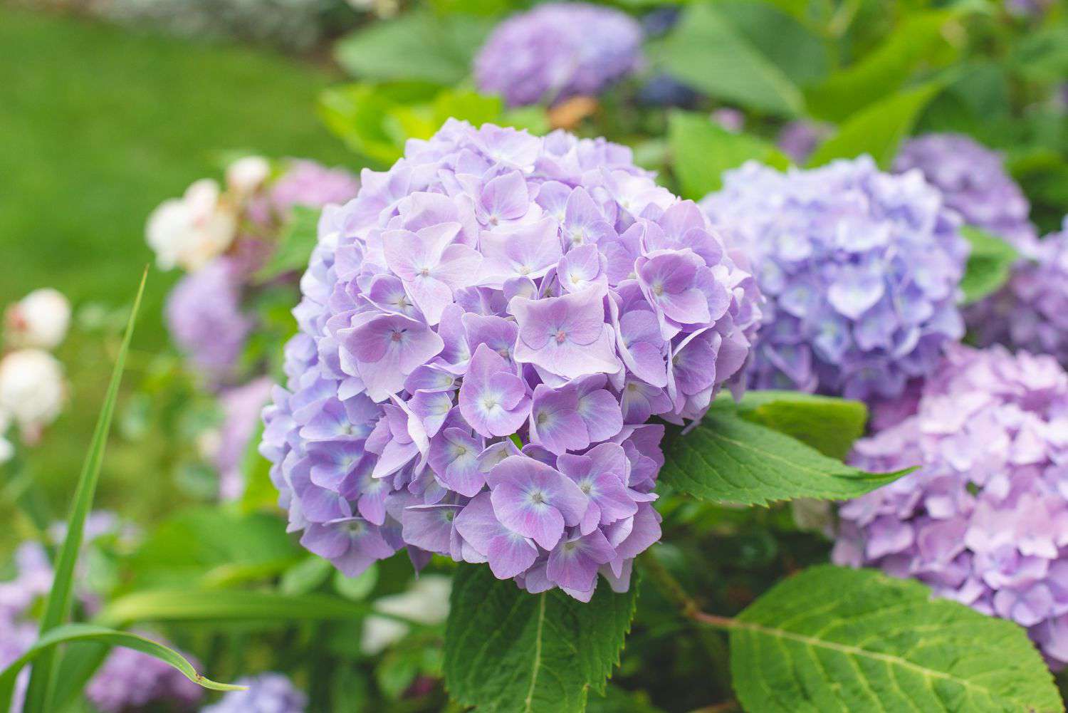 Plante d'hortensia avec violet clair et grandes grappes de fleurs rondes sur le bord de la tige 