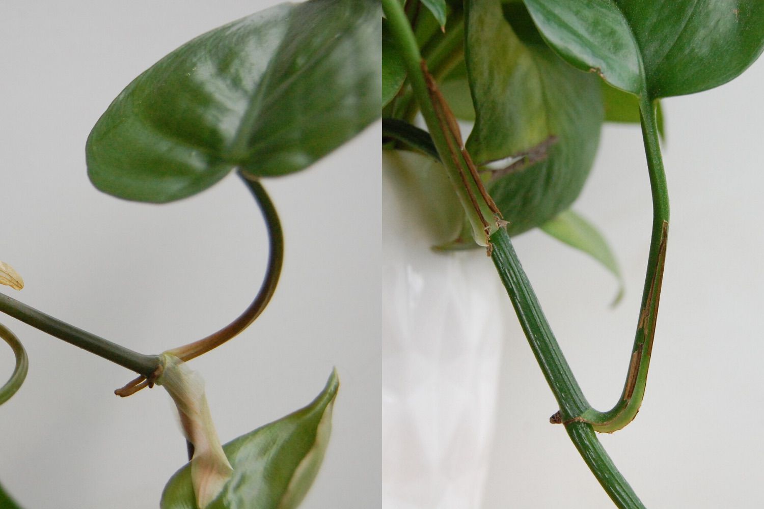 Ein Foto mit geteiltem Rahmen zeigt die Luftwurzeln und Blattstiele eines Philodendrons und eines Pothos nebeneinander.