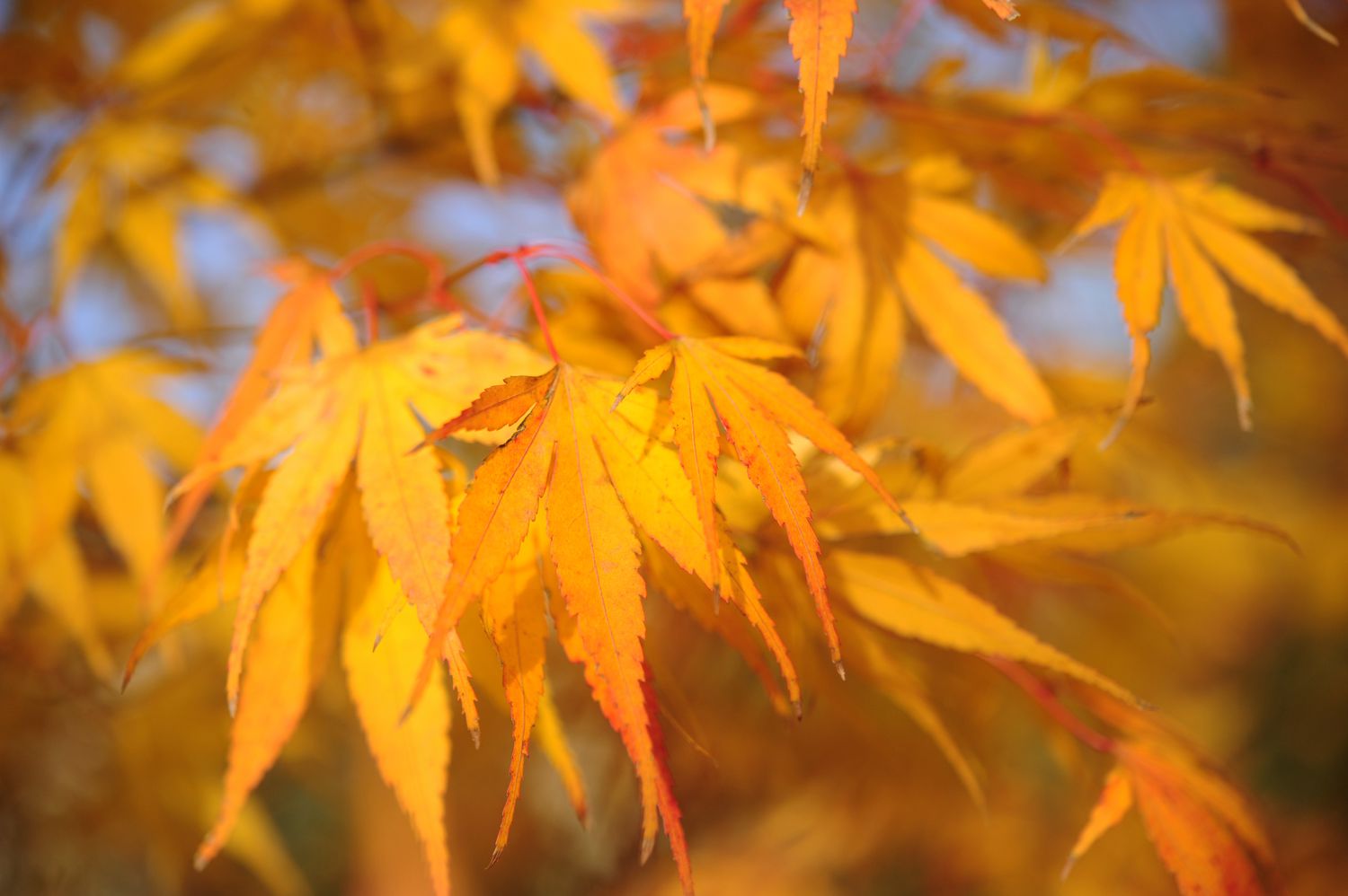 Les arbres qui poussent parfaitement en zone 6