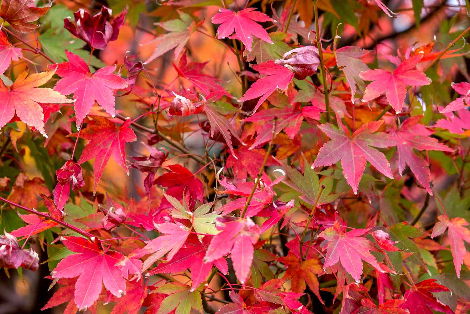 Arce japonés con hojas rojas